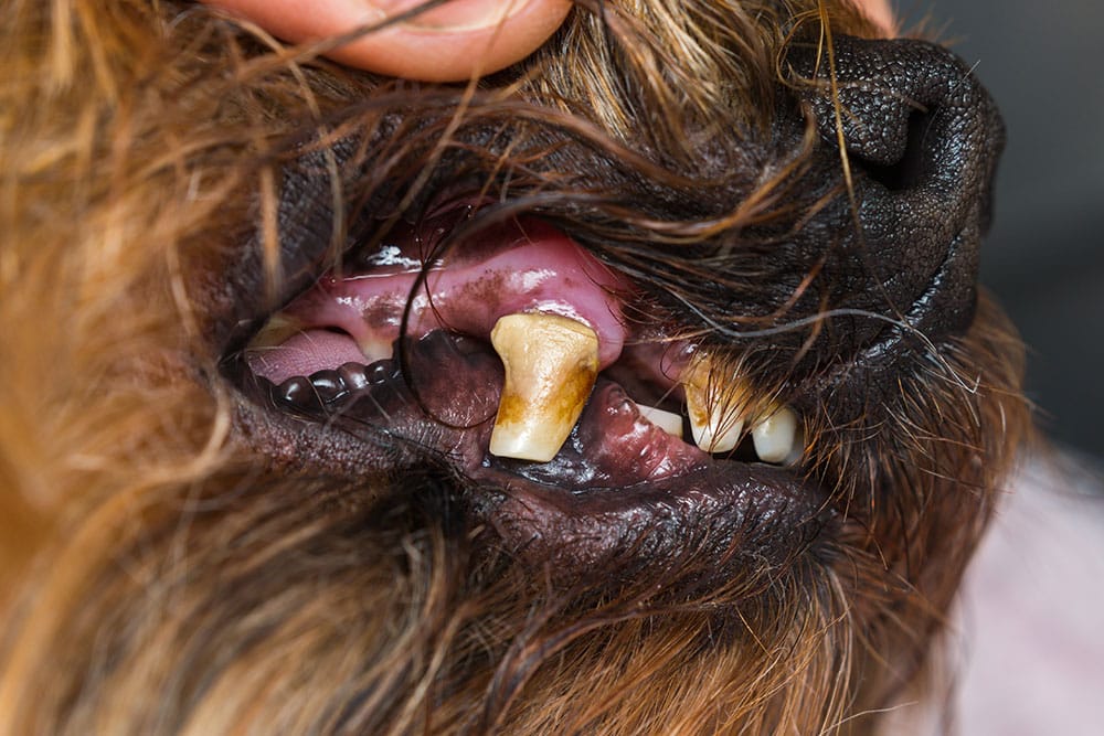 Neglected canine teeth with severe tartar and decay highlighting the need for pet dental care